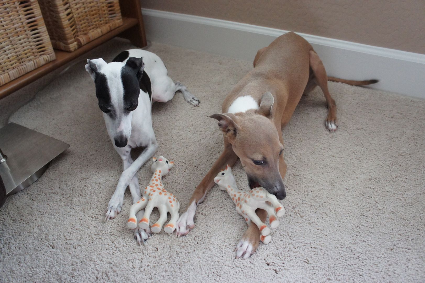 Anne's Odds and Ends (semi) Wordless Wednesday Italian Greyhounds